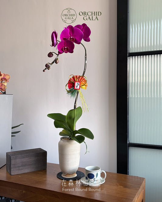 #cny26112 |  台灣蝴蝶蘭 - 圓嘢 Signature Curve  高貴紅 蝴蝶蘭 x 陶藝家 IVAN YUNG 翁振傑