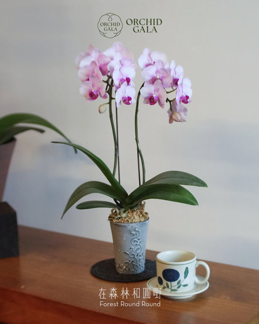 #cny26113 |  台灣蝴蝶蘭 - 圓嘢 〔 Cup Size 〕 粉紅色花 迷你蝴蝶蘭 x BEAVIS YEUNG 楊子敬