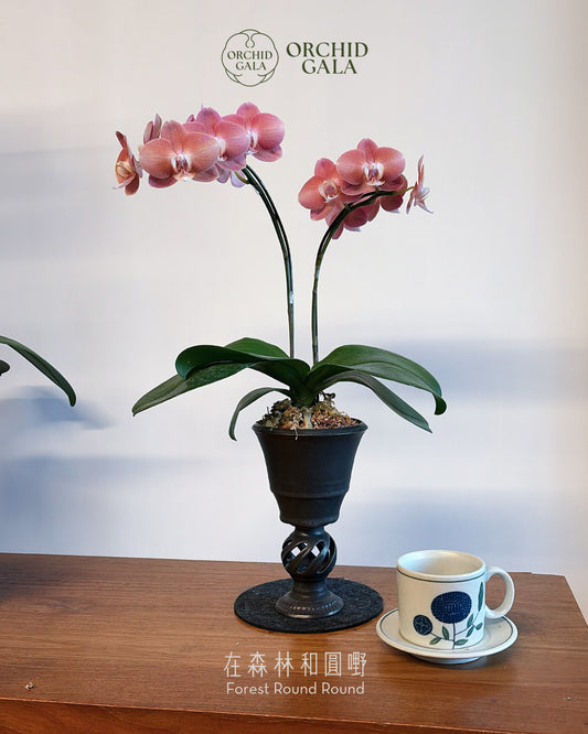 #cny26114 |  台灣蝴蝶蘭 - 圓嘢 〔 藝術高腳杯 〕 曙光橙 迷你蝴蝶蘭 x BEAVIS YEUNG 楊子敬