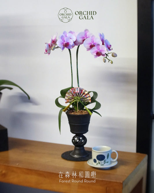 #cny26115 |  台灣蝴蝶蘭 - 圓嘢 〔 藝術高腳杯 〕 夢幻粉 迷你蝴蝶蘭 x BEAVIS YEUNG 楊子敬 (副本)