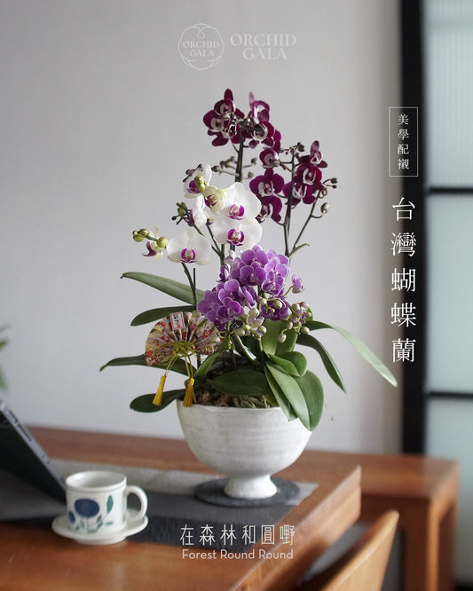 #cny2614  |  台灣蝴蝶蘭  - 女圓嘢獨創 拼色蝴蝶蘭 組合