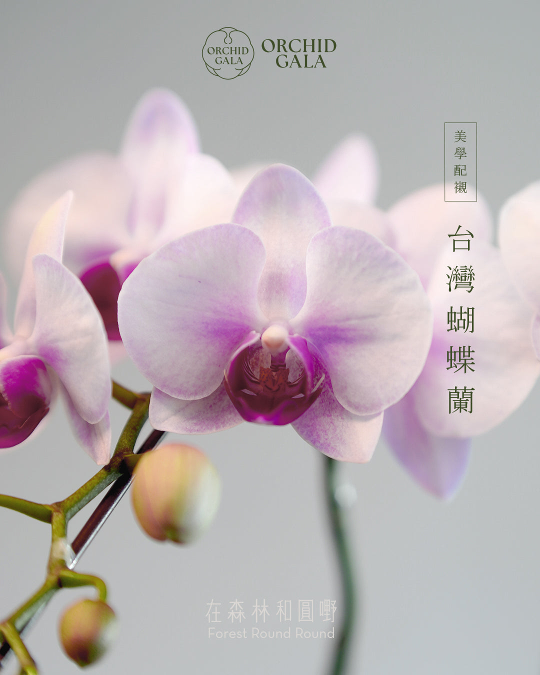 #cny2617  |  台灣蝴蝶蘭  -   Tiny Double 夢幻粉  x 陶藝家 MAY LOO