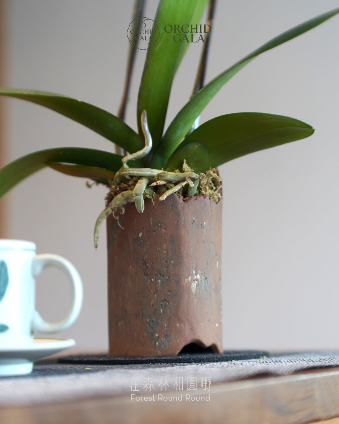 #cny2617  |  台灣蝴蝶蘭  -   Tiny Double 夢幻粉  x 陶藝家 MAY LOO