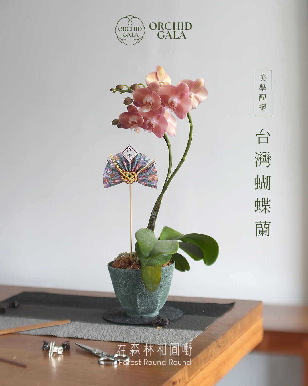 #cny2618  |  台灣蝴蝶蘭  -   Tiny Double 曙 あけぼの 日出粉橙  x 陶藝家 Kayin Lam
