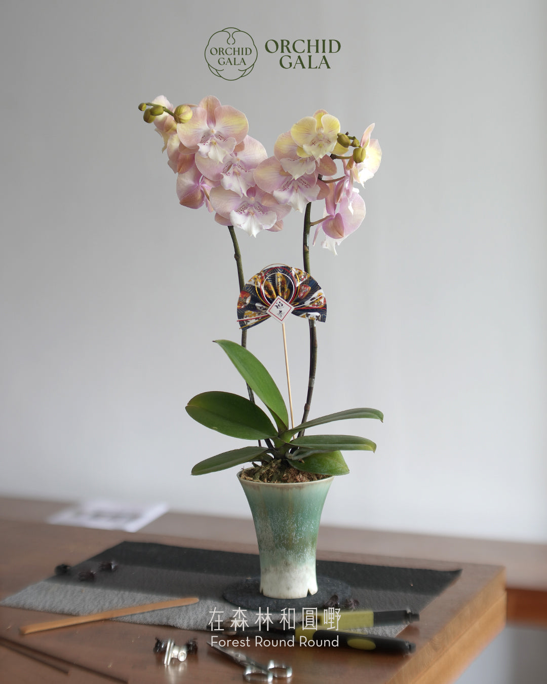 #cny2619 |  台灣蝴蝶蘭  -   Decent dubble 洛可可風色系蘭花 x 陶藝家 VINCENT LAW 羅縉壕