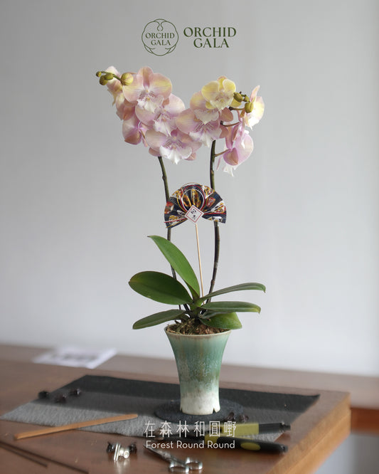 #cny2619 |  台灣蝴蝶蘭  -   Decent dubble 洛可可風色系蘭花 x 陶藝家 VINCENT LAW 羅縉壕