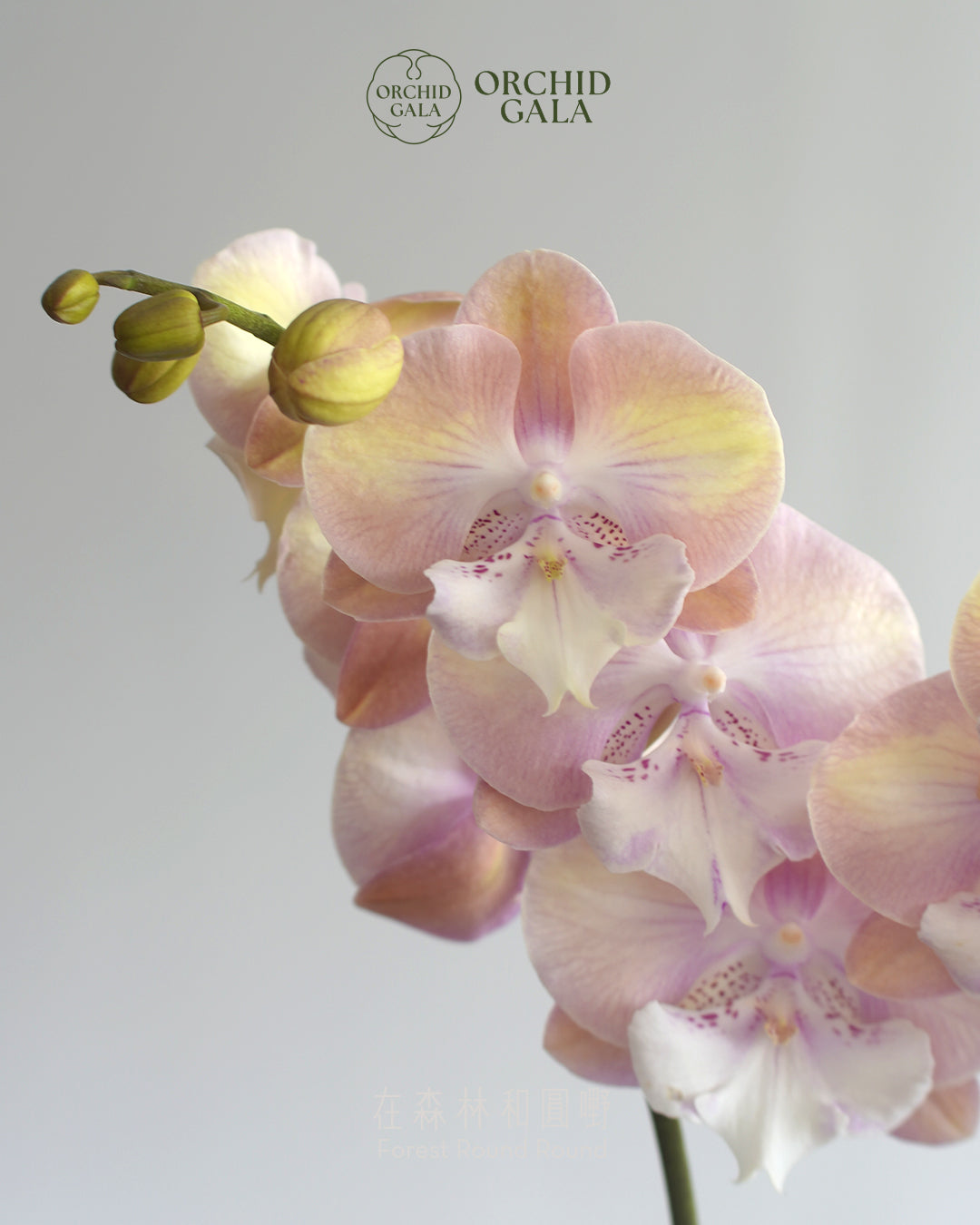 #cny2619 |  台灣蝴蝶蘭  -   Decent dubble 洛可可風色系蘭花 x 陶藝家 VINCENT LAW 羅縉壕