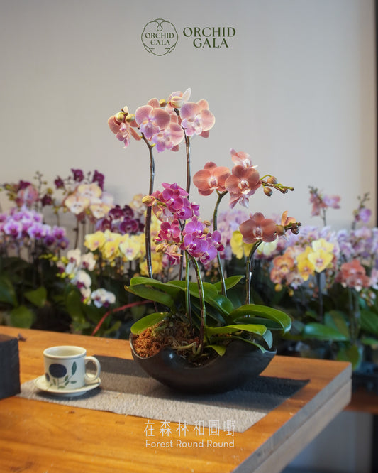 #cny2625  |  台灣蝴蝶蘭  - Jumbo Bloom 繁花珍寶 拼色蝴蝶蘭 組合   x 陶藝家 IVAN YUNG