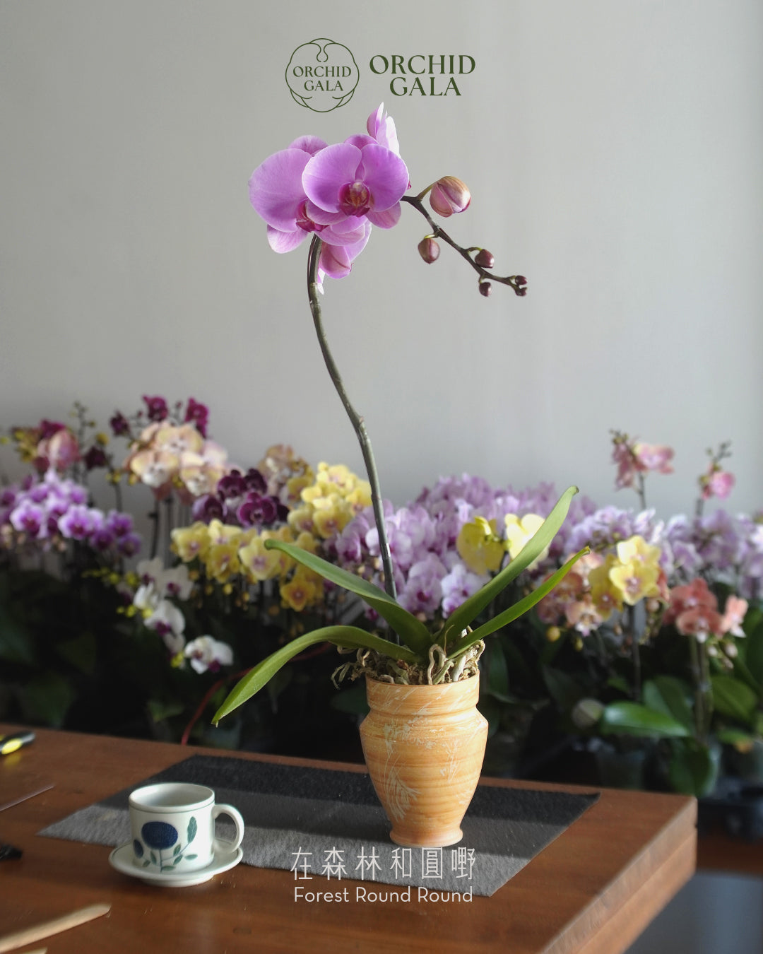 #cny2609  |  台灣蝴蝶蘭  -   圓嘢 Signature Curve  又大又圓的粉紅  x 陶藝家 IVAN YUNG