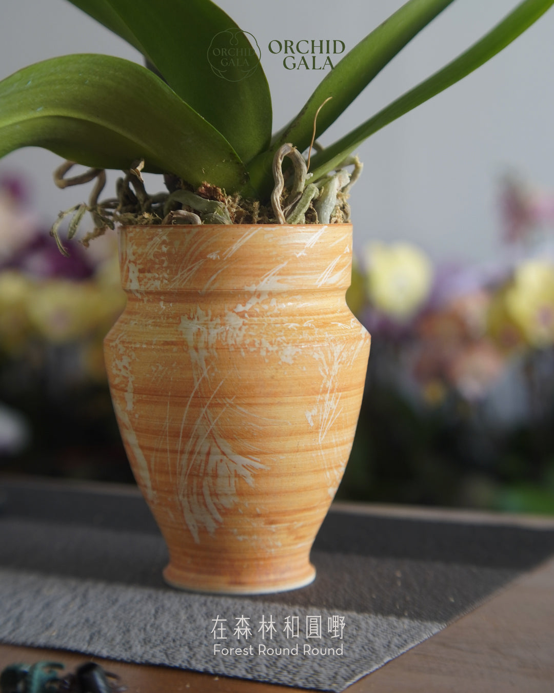 #cny2609  |  台灣蝴蝶蘭  -   圓嘢 Signature Curve  又大又圓的粉紅  x 陶藝家 IVAN YUNG