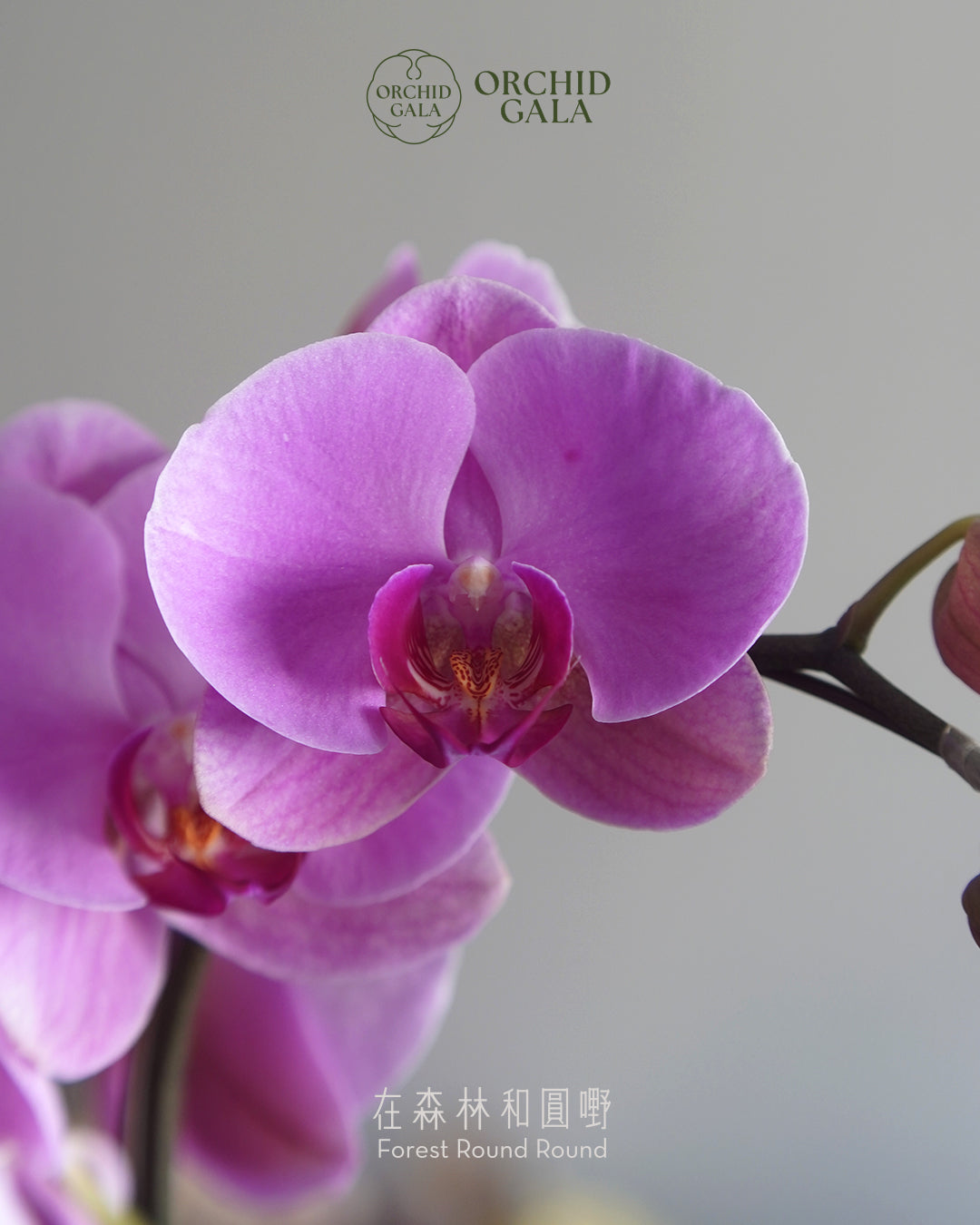 #cny2609  |  台灣蝴蝶蘭  -   圓嘢 Signature Curve  又大又圓的粉紅  x 陶藝家 IVAN YUNG