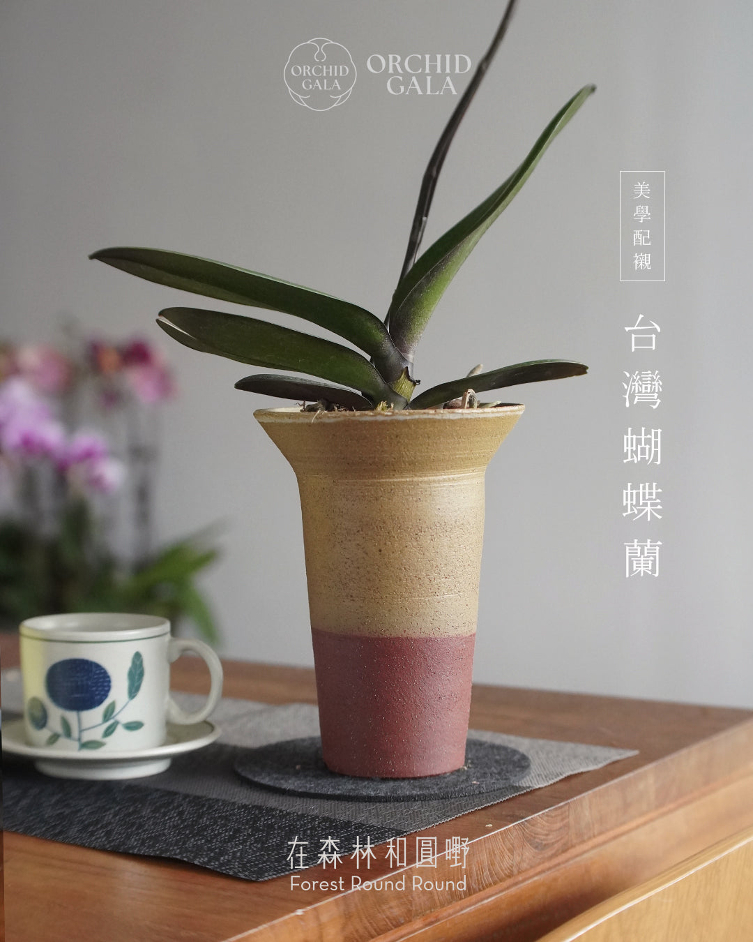 #cny2624  |  台灣蝴蝶蘭  -   圓嘢 Signature Curve 紅鬱金色 べにうこん x 陶藝家 Cmyank Yann Cheng