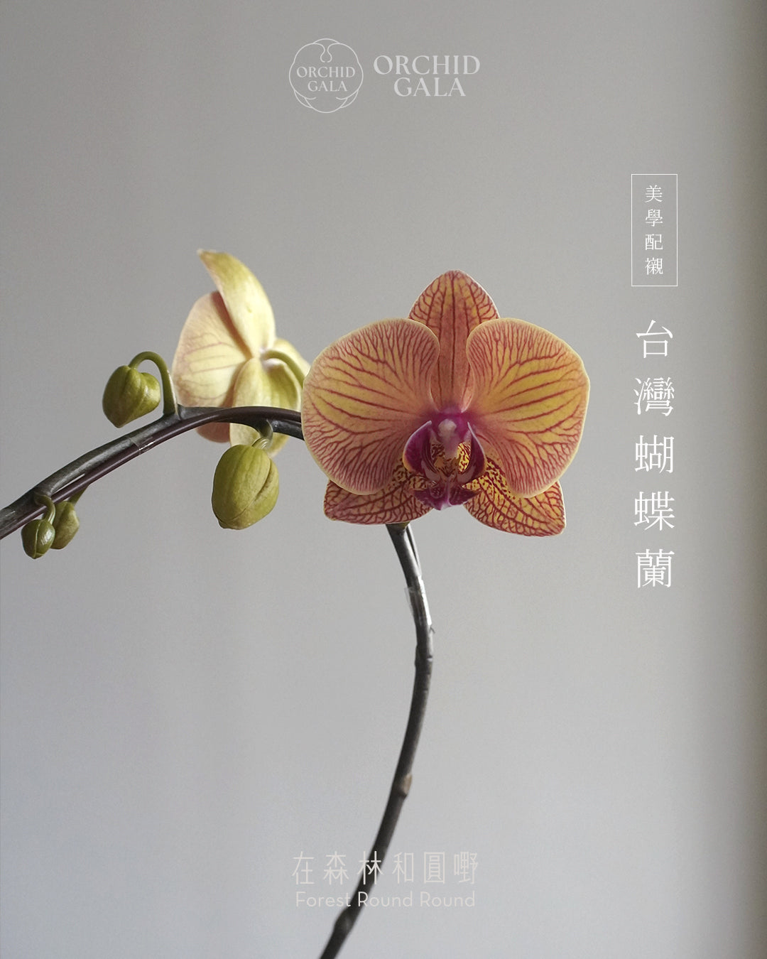 #cny2624  |  台灣蝴蝶蘭  -   圓嘢 Signature Curve 紅鬱金色 べにうこん x 陶藝家 Cmyank Yann Cheng