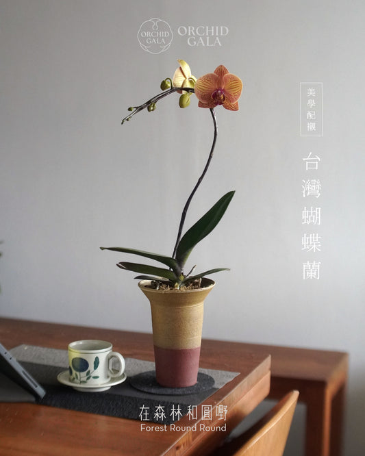 #cny2624  |  台灣蝴蝶蘭  -   圓嘢 Signature Curve 紅鬱金色 べにうこん x 陶藝家 Cmyank Yann Cheng