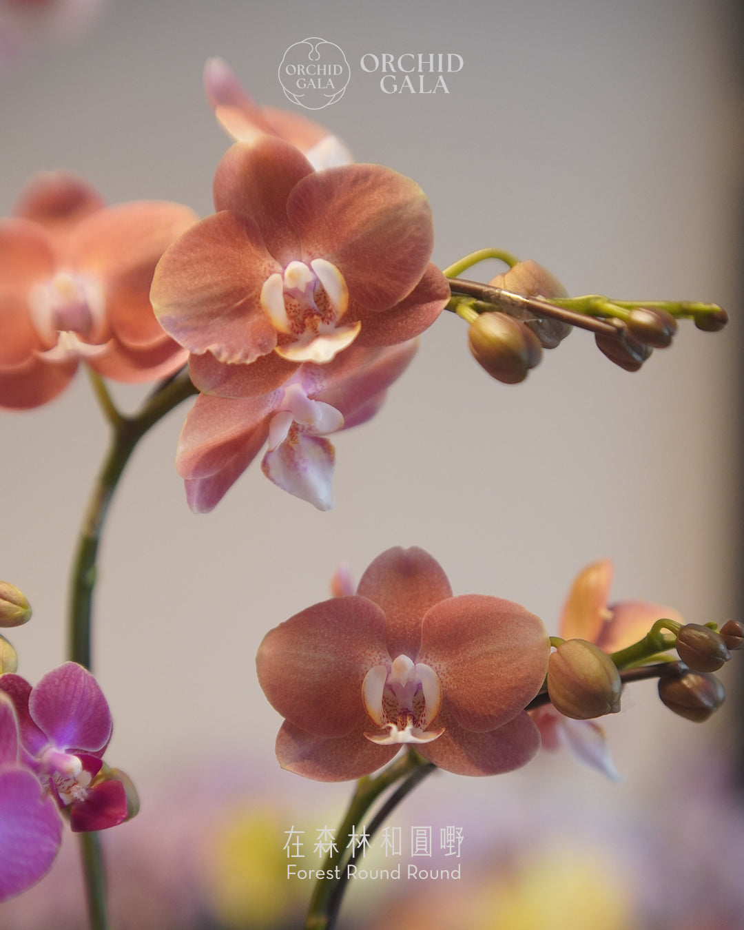 #cny2625  |  台灣蝴蝶蘭  - Jumbo Bloom 繁花珍寶 拼色蝴蝶蘭 組合   x 陶藝家 IVAN YUNG