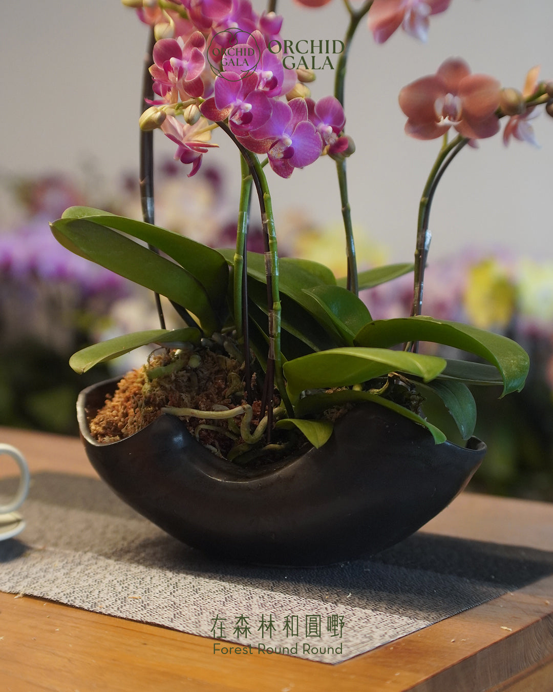 #cny2625  |  台灣蝴蝶蘭  - Jumbo Bloom 繁花珍寶 拼色蝴蝶蘭 組合   x 陶藝家 IVAN YUNG