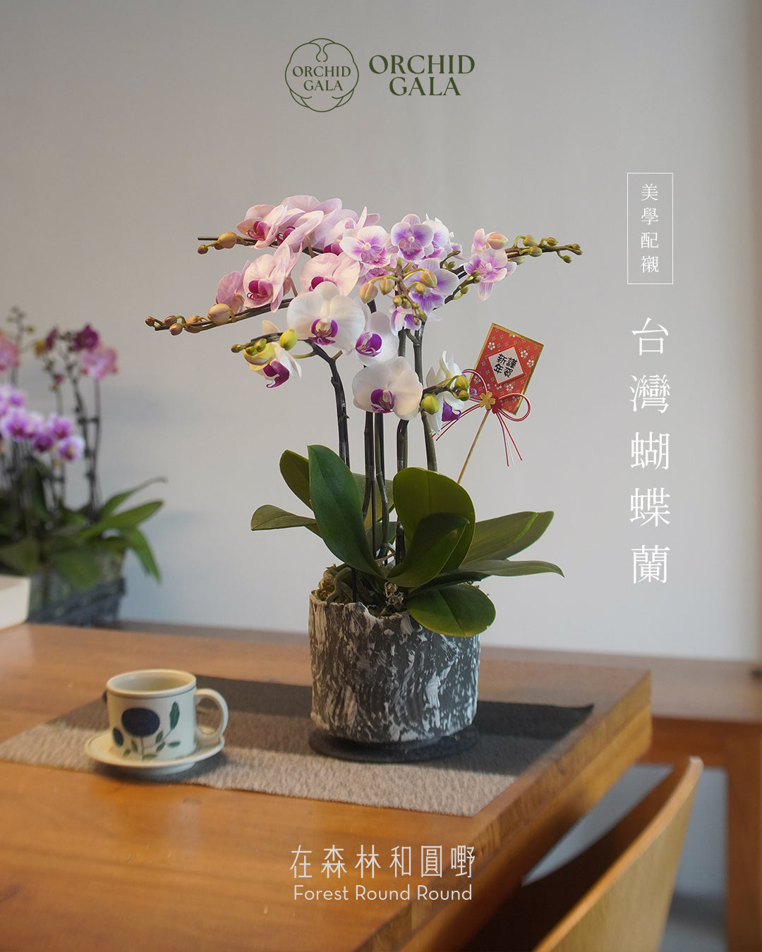 #cny2627  |  台灣蝴蝶蘭  - Jumbo Bloom 繁花珍寶 拼色蝴蝶蘭 組合  x 陶藝家 Kayin Lam