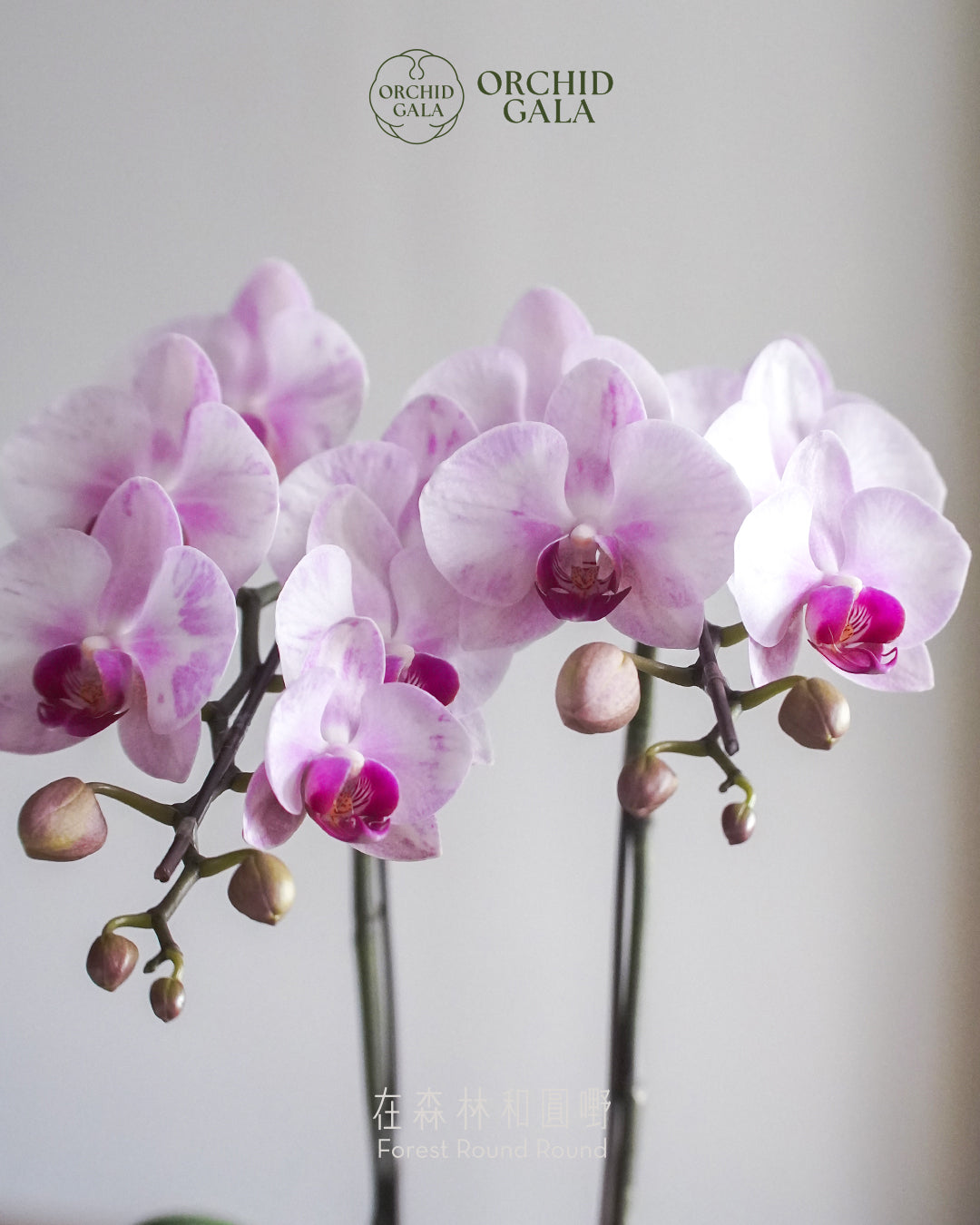 #cny2628  |  台灣蝴蝶蘭  -   Tiny Double 如油畫的粉紅 x   圓嘢自家製 Every Single Spine 陶盆