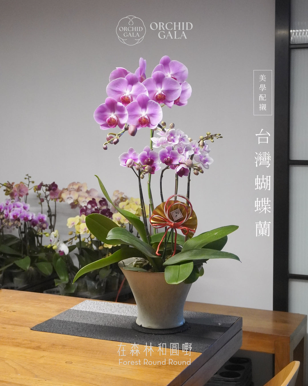 #cny2629  |  台灣蝴蝶蘭  - 女圓嘢獨創 拼色蝴蝶蘭 組合 x 陶藝家 VINCENT LAW 羅縉壕