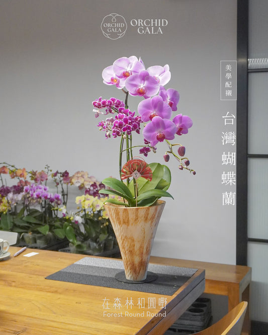 #cny2632  |  台灣蝴蝶蘭  - 女圓嘢獨創 拼色蝴蝶蘭 組合