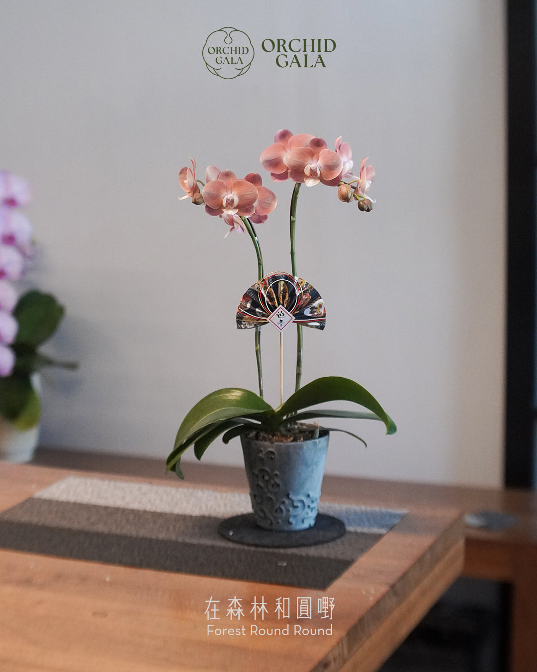 #cny2633  |  台灣蝴蝶蘭  -   Tiny Double 曙 あけぼの 日出粉橙  x 陶藝家 Beavis Yeung