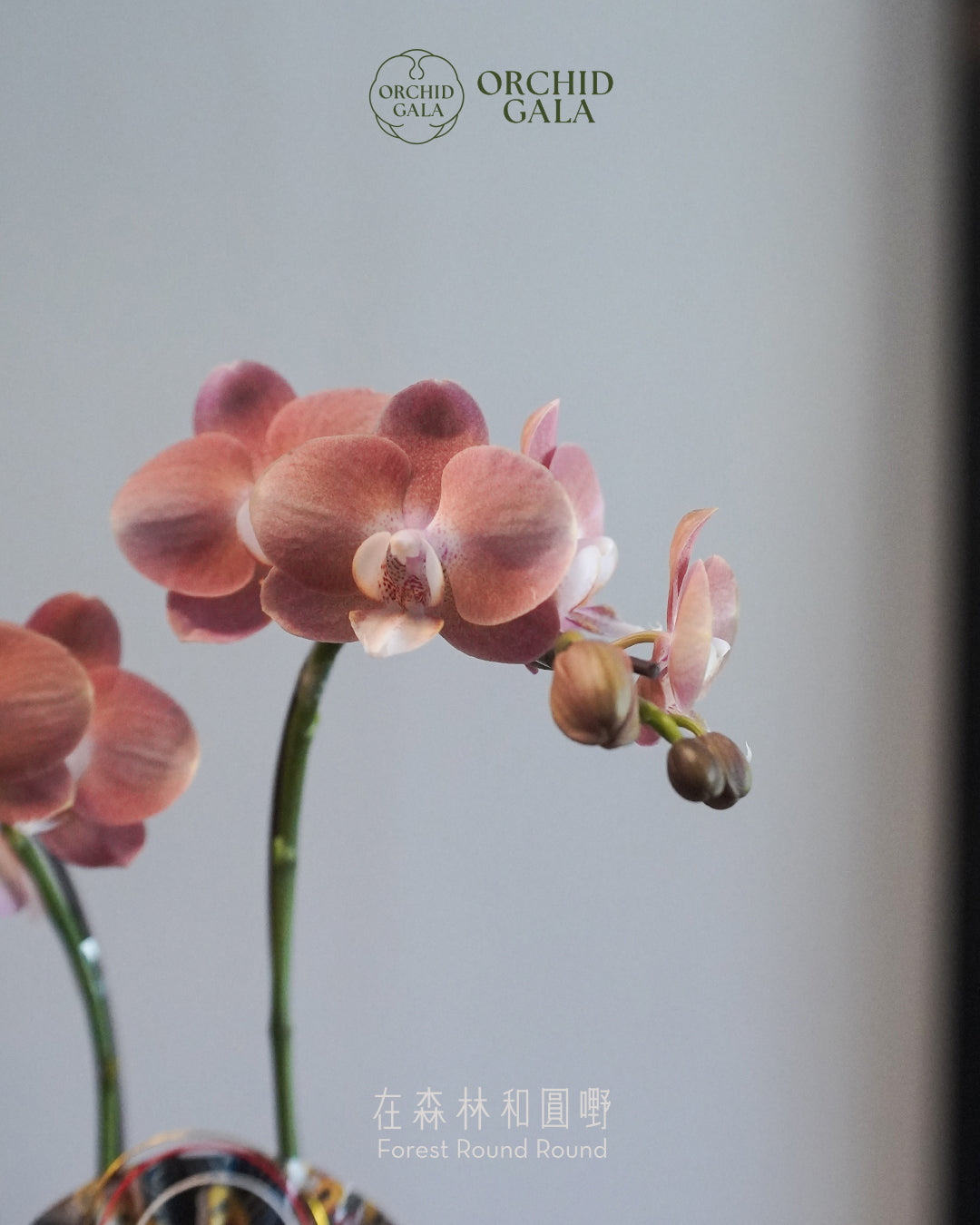 #cny2633  |  台灣蝴蝶蘭  -   Tiny Double 曙 あけぼの 日出粉橙  x 陶藝家 Beavis Yeung