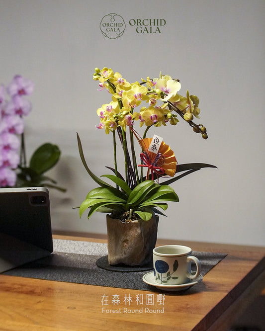 #cny2634  |  台灣蝴蝶蘭  -   迷你5菖 淡黃色的繁花  x 陶藝家 MAY LOO 柴燒植木鉢