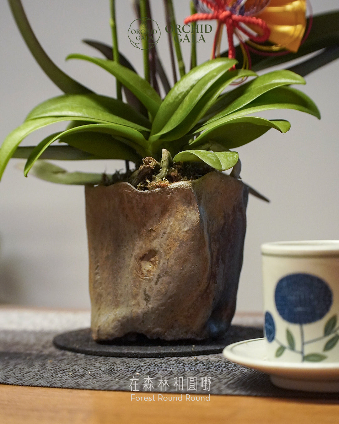#cny2634  |  台灣蝴蝶蘭  -   迷你5菖 淡黃色的繁花  x 陶藝家 MAY LOO 柴燒植木鉢