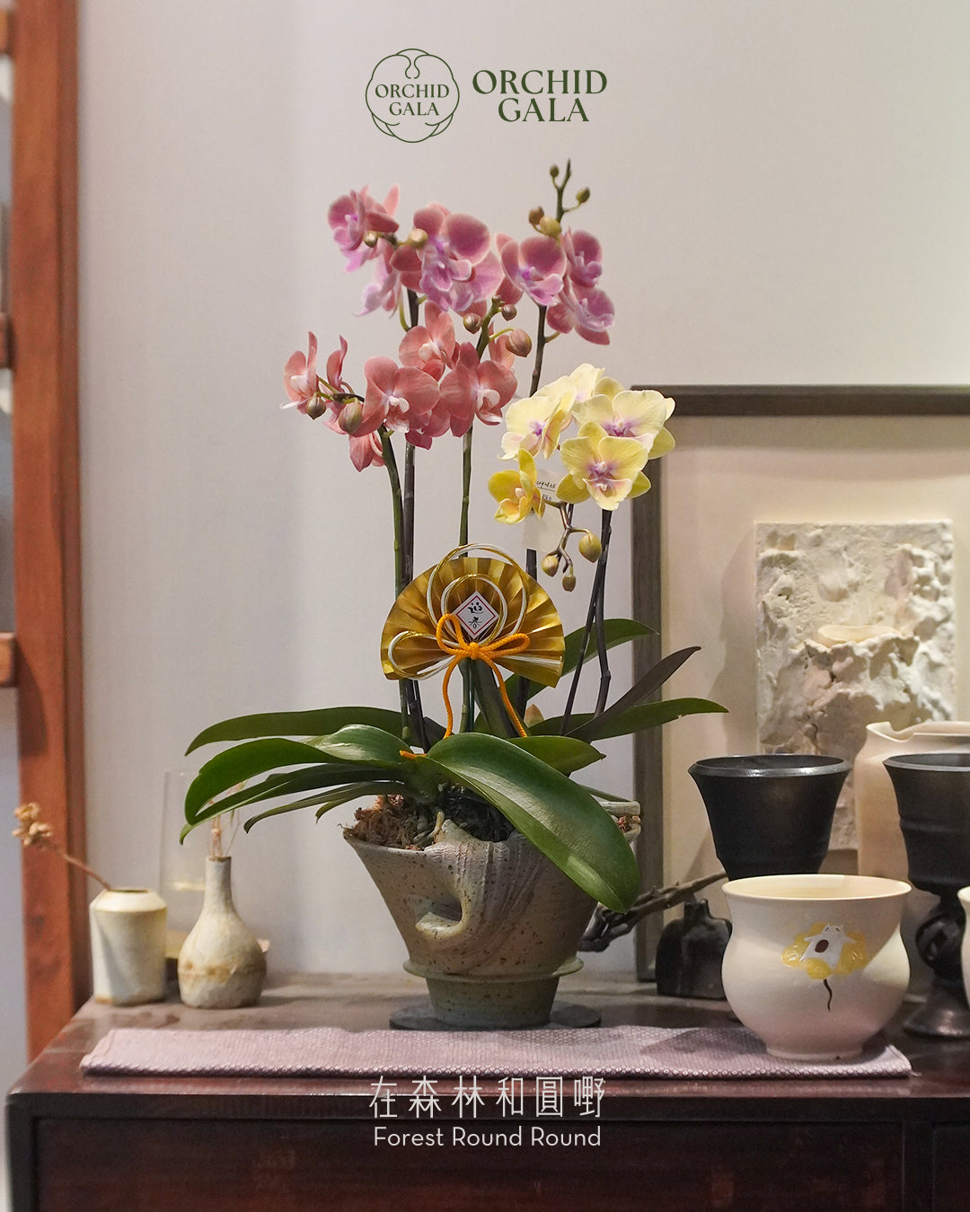 #cny2635  |  台灣蝴蝶蘭  - 女圓嘢獨創 拼色蝴蝶蘭  X 陶藝家 KAUKEILAA