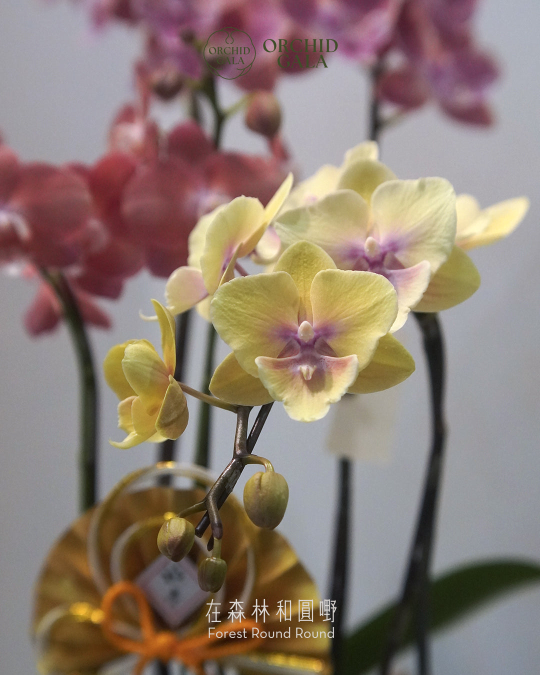 #cny2635  |  台灣蝴蝶蘭  - 女圓嘢獨創 拼色蝴蝶蘭  X 陶藝家 KAUKEILAA