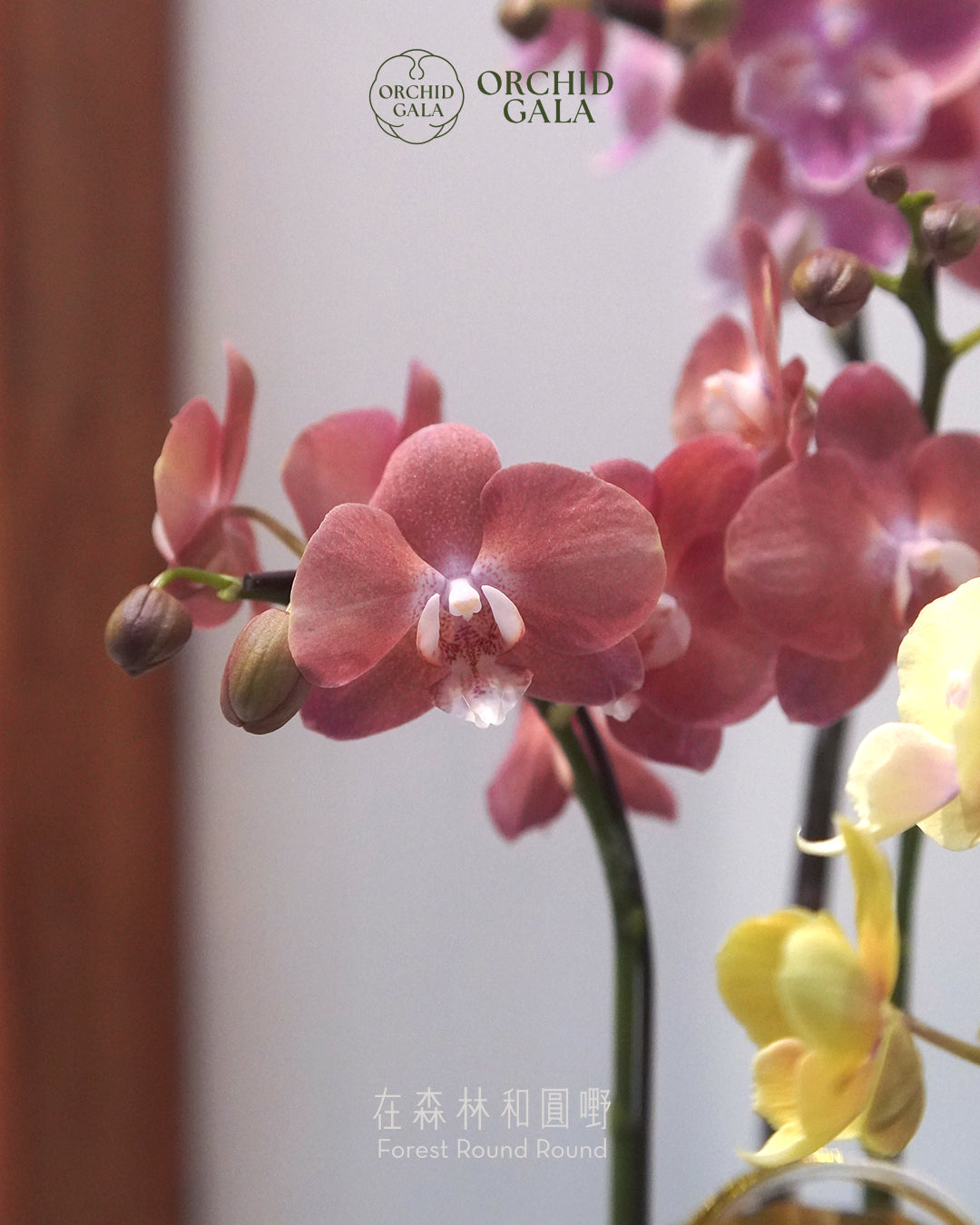 #cny2635  |  台灣蝴蝶蘭  - 女圓嘢獨創 拼色蝴蝶蘭  X 陶藝家 KAUKEILAA