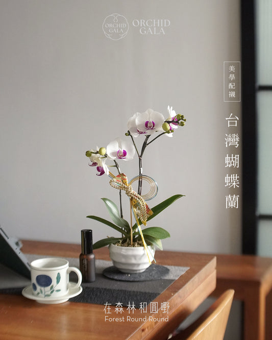 #cny2637  |  台灣蝴蝶蘭  -   〔 CUP SIZE 〕日式的傳統慶祝色 ：紅白 こうはく   x 日本製陶花盆