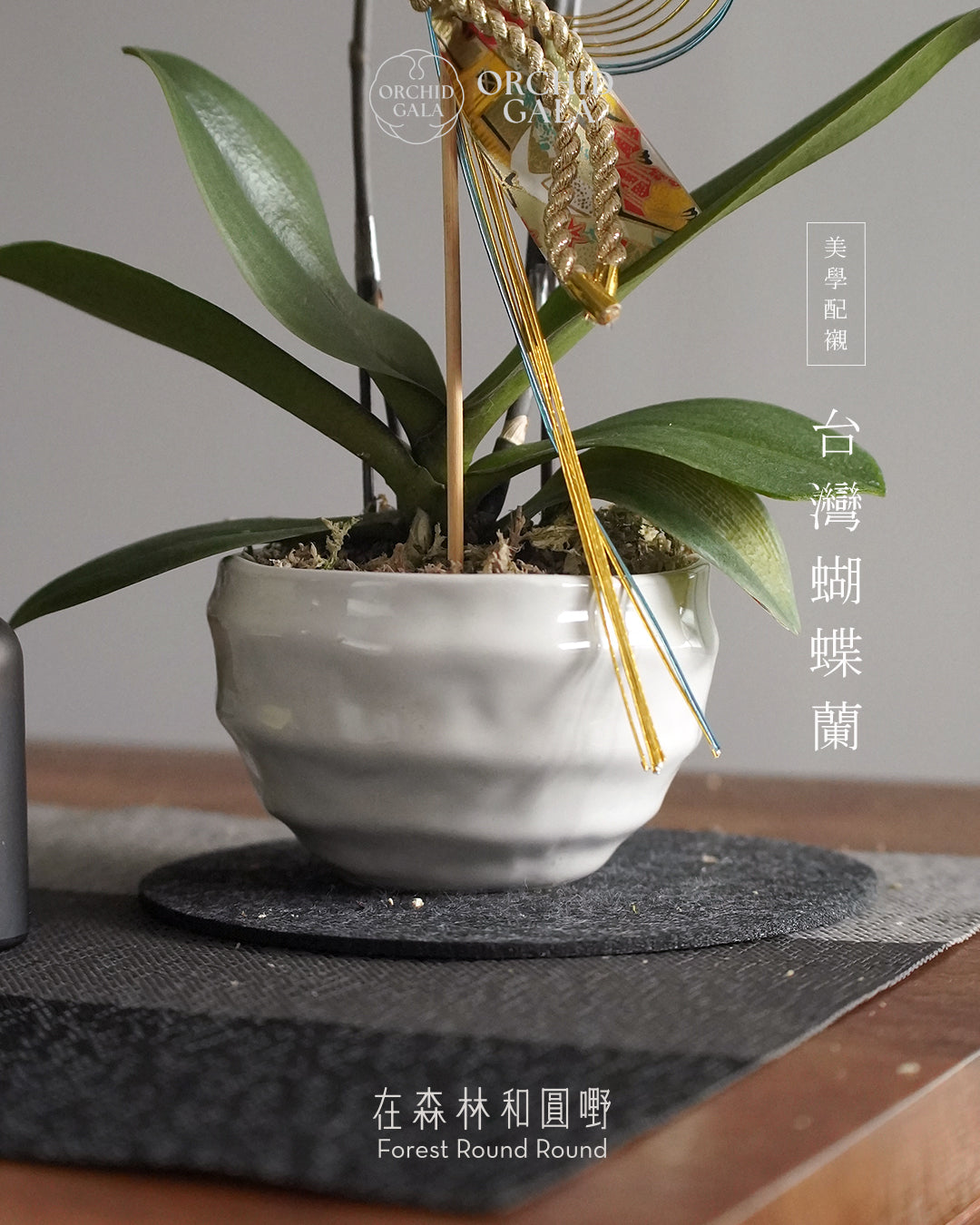 #cny2637  |  台灣蝴蝶蘭  -   〔 CUP SIZE 〕日式的傳統慶祝色 ：紅白 こうはく   x 日本製陶花盆