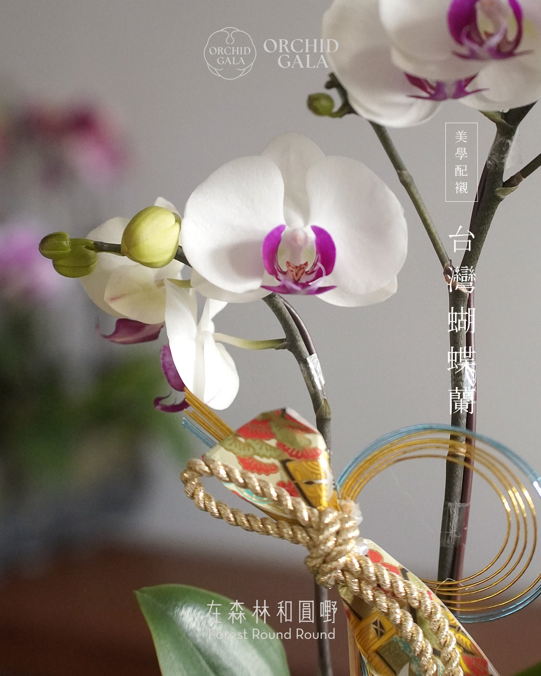 #cny2637  |  台灣蝴蝶蘭  -   〔 CUP SIZE 〕日式的傳統慶祝色 ：紅白 こうはく   x 日本製陶花盆