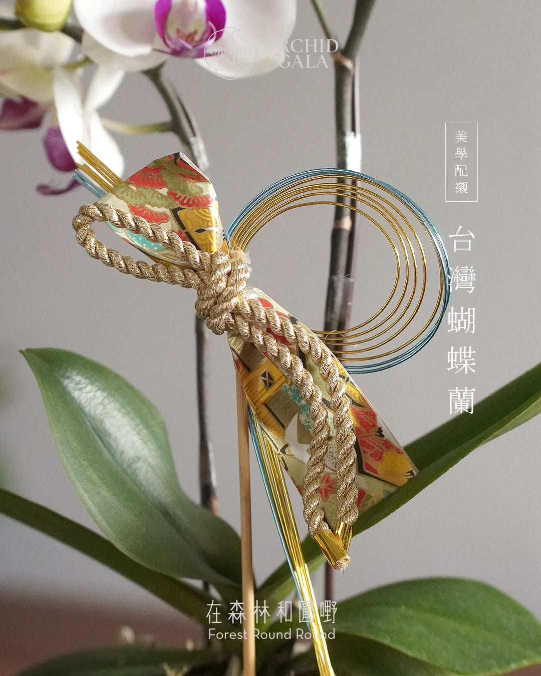 #cny2637  |  台灣蝴蝶蘭  -   〔 CUP SIZE 〕日式的傳統慶祝色 ：紅白 こうはく   x 日本製陶花盆