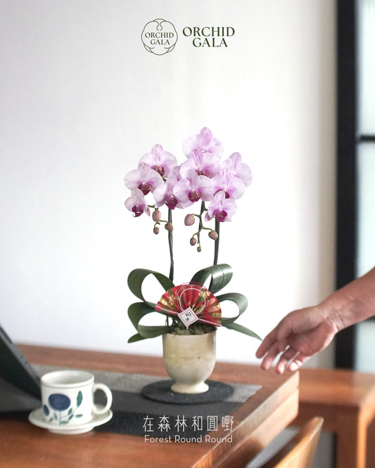 #cny2640  |  台灣蝴蝶蘭  -   〔 CUP SIZE 〕Tiny Double 如油畫的粉紅 x 陶藝家 IVAN YUNG