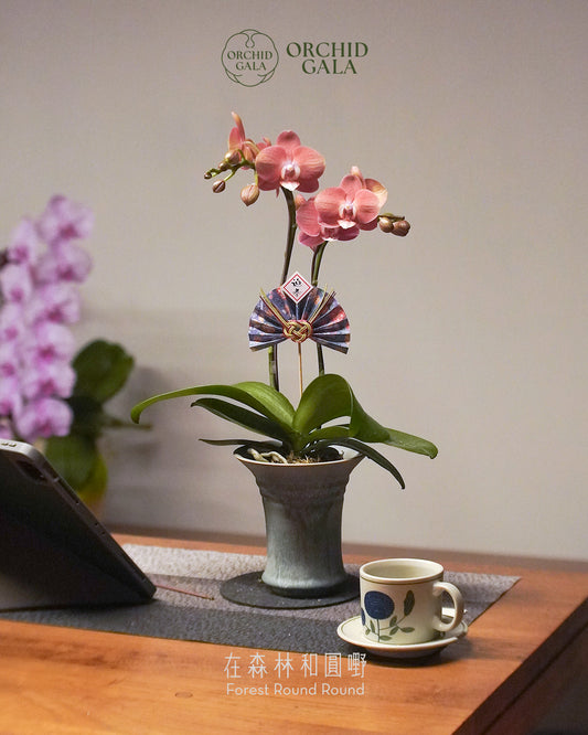 #cny2642  |  台灣蝴蝶蘭  -   Tiny Double 曙 あけぼの 日出粉橙  x 陶藝家 Kaho Ng