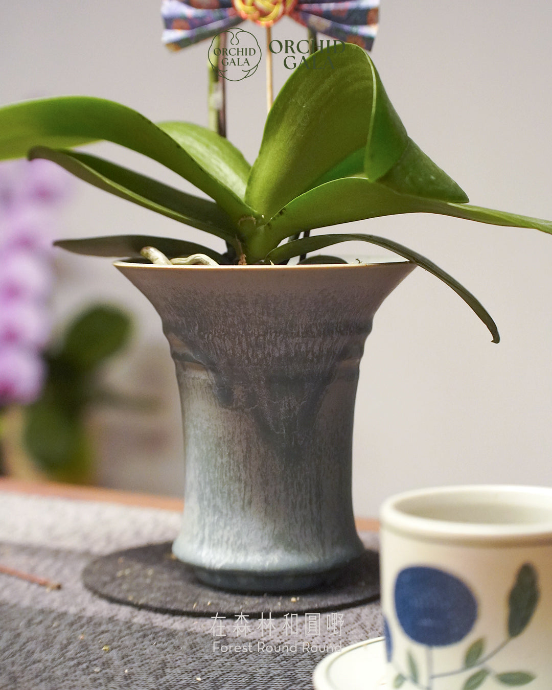 #cny2642  |  台灣蝴蝶蘭  -   Tiny Double 曙 あけぼの 日出粉橙  x 陶藝家 Kaho Ng