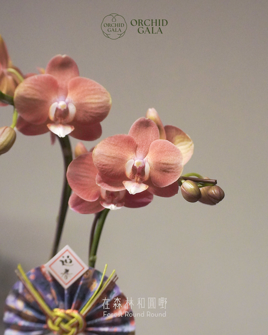 #cny2642  |  台灣蝴蝶蘭  -   Tiny Double 曙 あけぼの 日出粉橙  x 陶藝家 Kaho Ng