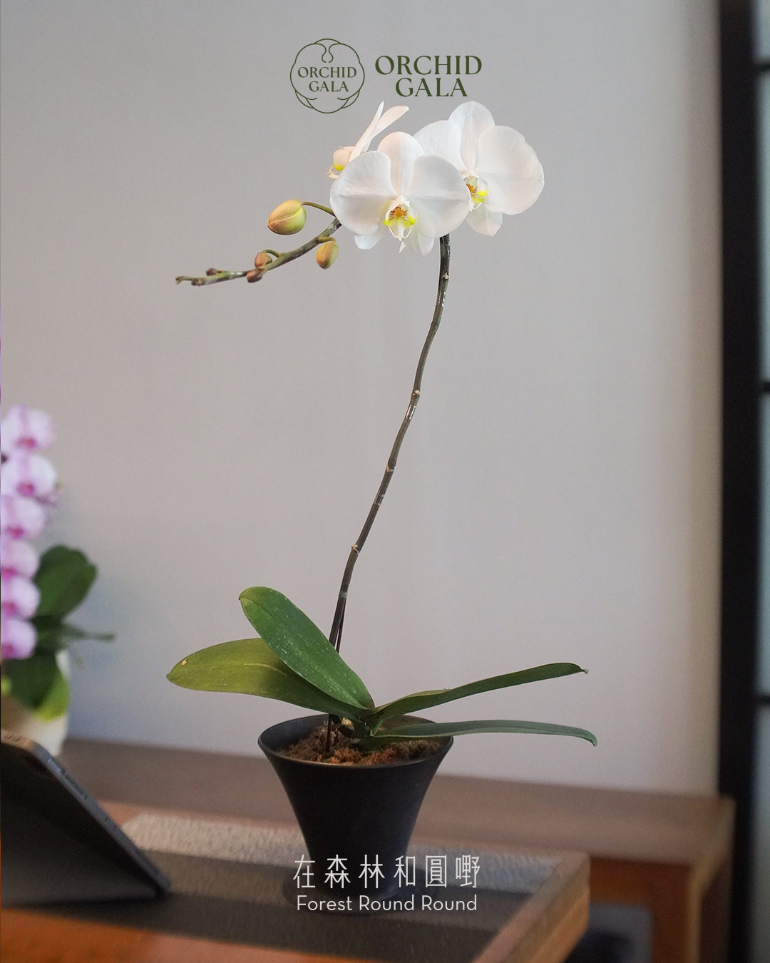 #cny2646  |  台灣蝴蝶蘭  -   圓嘢 Signature Curve  白磁  x 陶藝家 VINCENT LAW 羅縉壕