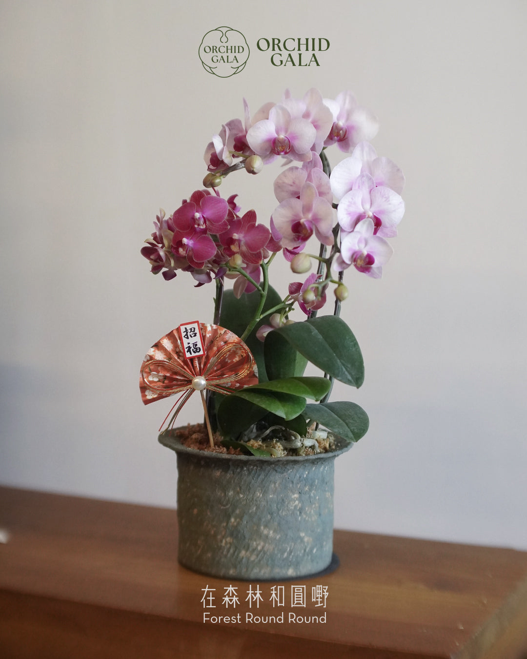 #cny2655  |  台灣蝴蝶蘭  -   Jumbo Bloom 繁花珍寶 拼色蝴蝶蘭  x 陶藝家 Kayin Lam