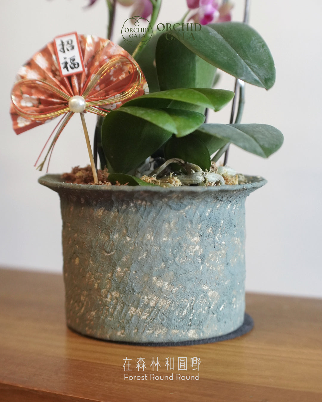 #cny2655  |  台灣蝴蝶蘭  -   Jumbo Bloom 繁花珍寶 拼色蝴蝶蘭  x 陶藝家 Kayin Lam