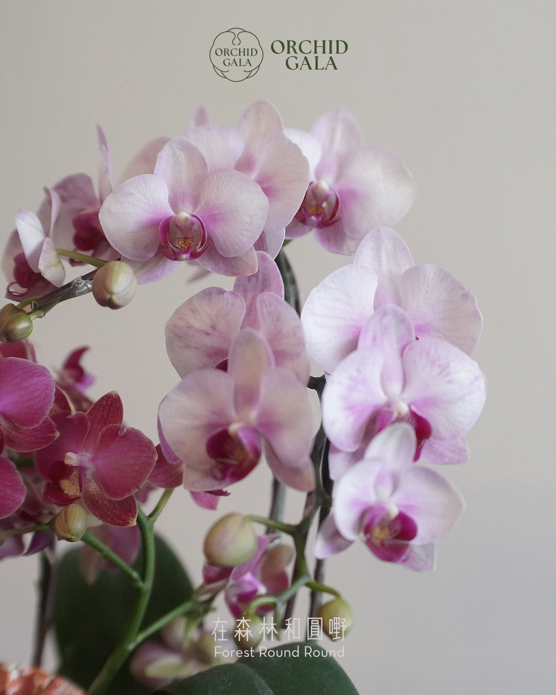 #cny2655  |  台灣蝴蝶蘭  -   Jumbo Bloom 繁花珍寶 拼色蝴蝶蘭  x 陶藝家 Kayin Lam