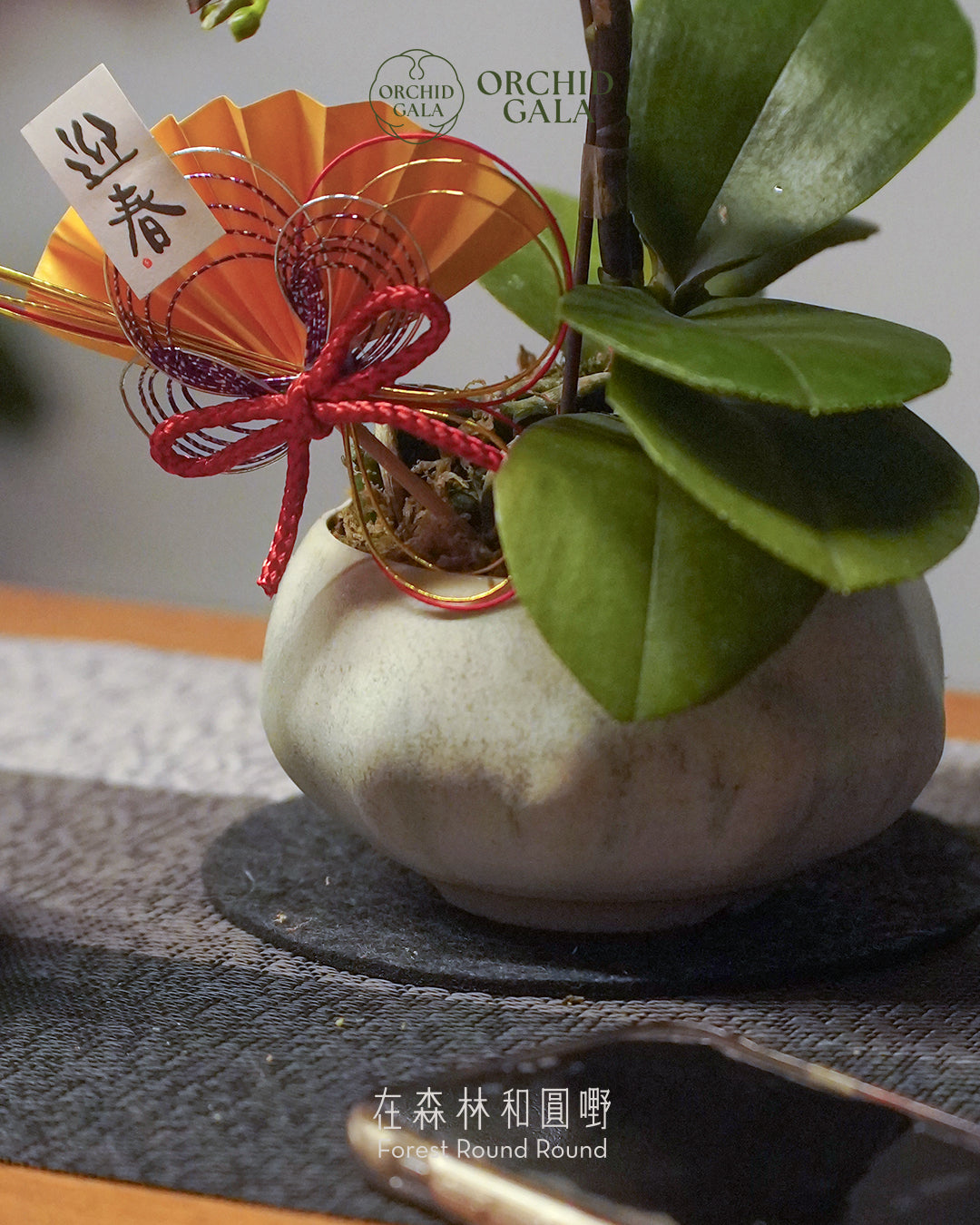 #cny2656  |  台灣蝴蝶蘭  -   〔 CUP SIZE 〕迷你粉橙 x 陶藝家 VINCENT LAW 羅縉壕