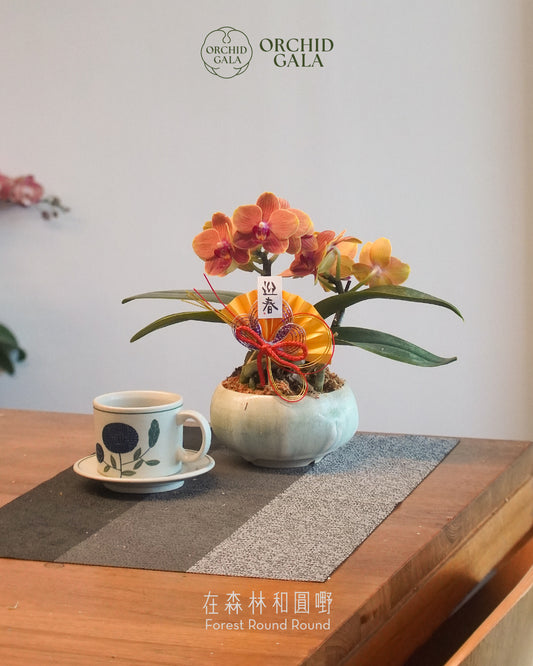 #cny2658  |  台灣蝴蝶蘭  -   〔 CUP SIZE 〕迷你粉橙 x 陶藝家 VINCENT LAW 羅縉壕