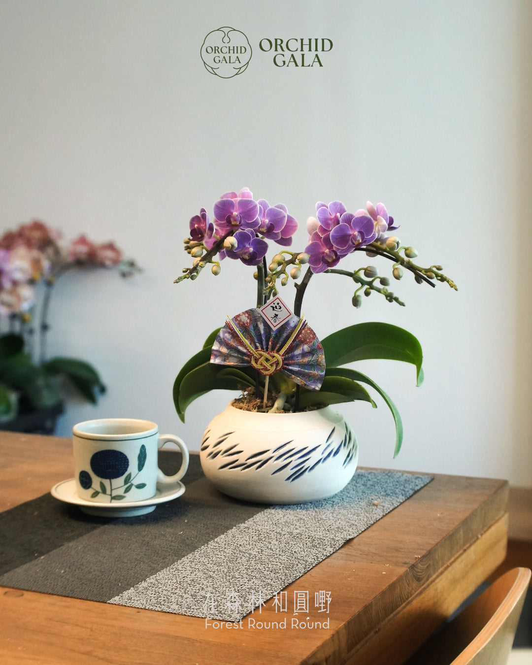 #cny2659  |  台灣蝴蝶蘭  -   〔 CUP SIZE 〕迷你日本古紫色 x 陶藝家 Kit 結