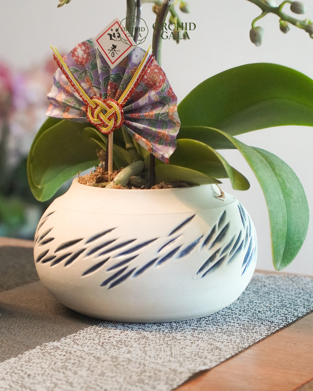 #cny2659  |  台灣蝴蝶蘭  -   〔 CUP SIZE 〕迷你日本古紫色 x 陶藝家 Kit 結