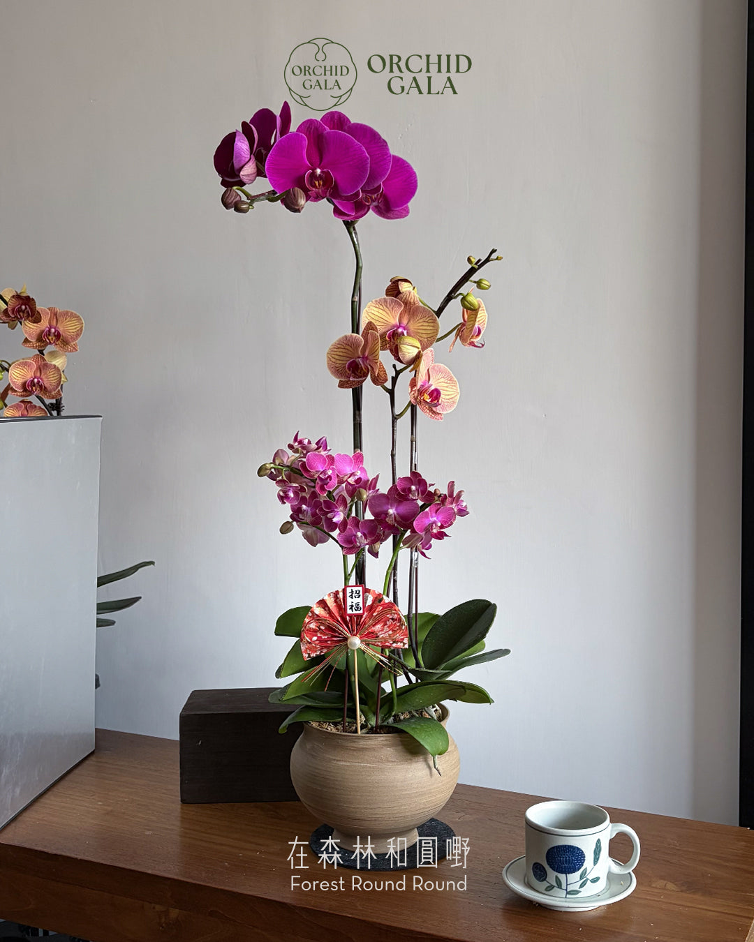 #cny2660 |  台灣蝴蝶蘭 - Jumbo Bloom 繁花珍寶 拼色蝴蝶蘭 x 陶藝家 IVAN YUNG