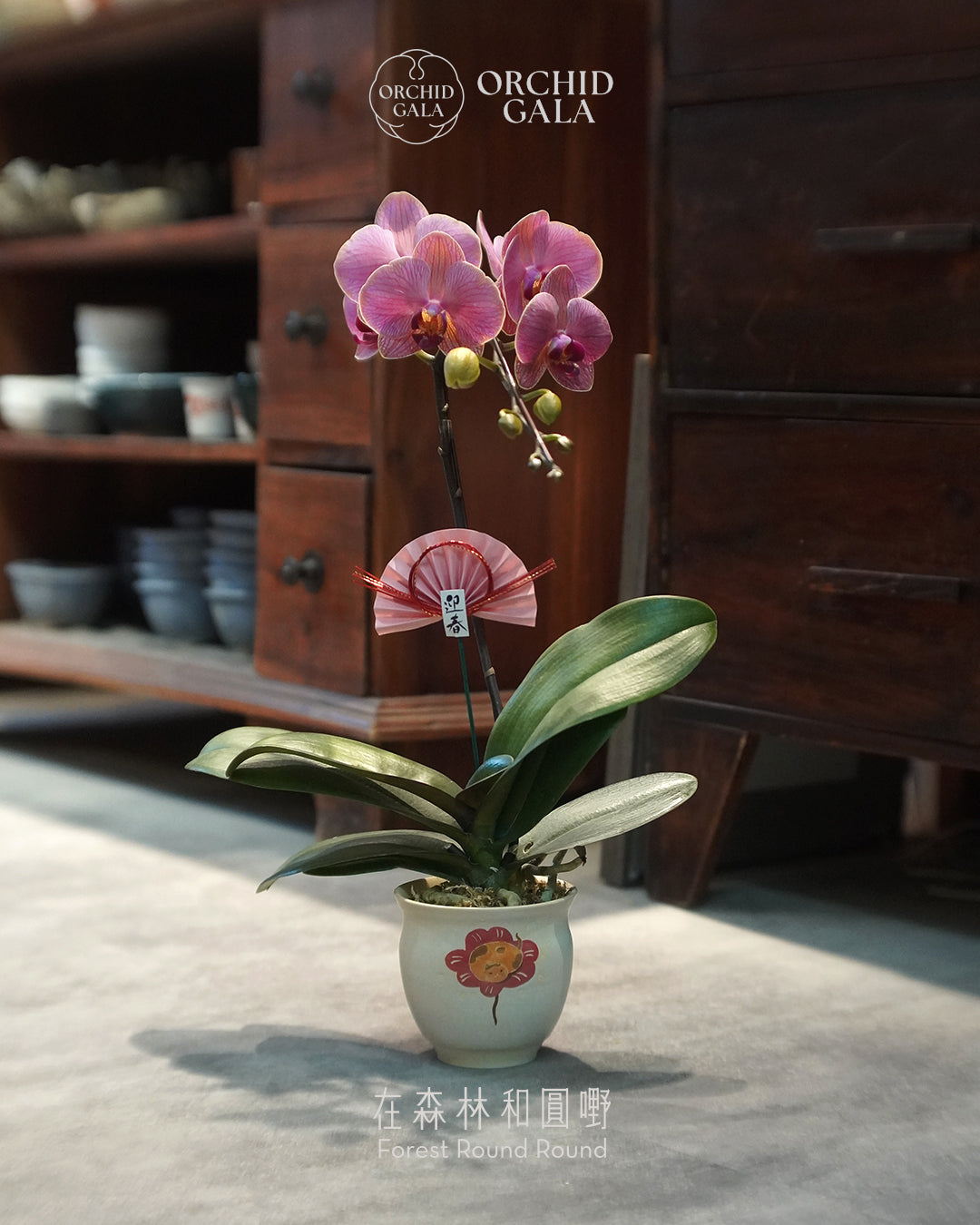 #cny2661 |  台灣蝴蝶蘭  -   〔 CUP SIZE 〕罕有色！ 小金樣色 蝴蝶蘭 x 陶藝家 CUBBIE SO