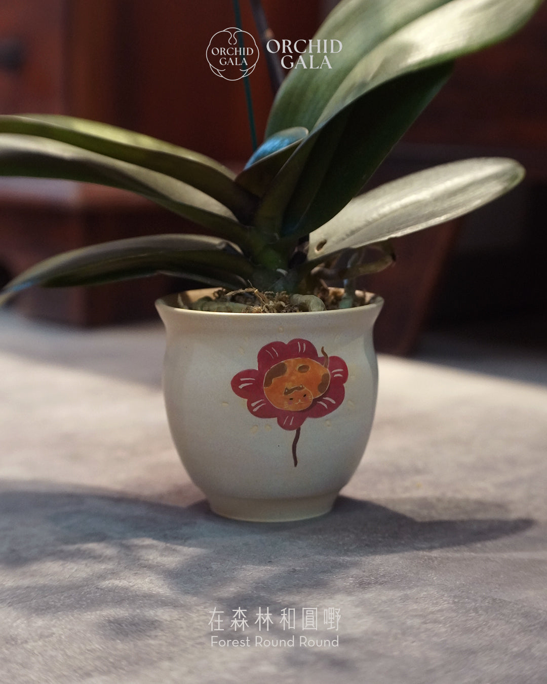 #cny2661 |  台灣蝴蝶蘭  -   〔 CUP SIZE 〕罕有色！ 小金樣色 蝴蝶蘭 x 陶藝家 CUBBIE SO